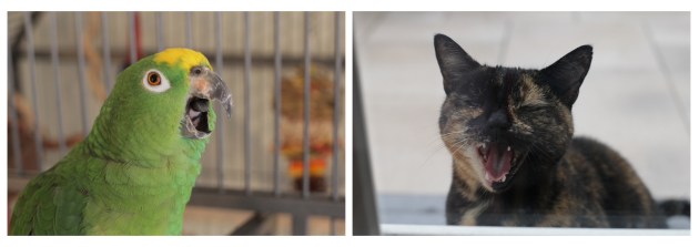 Groene draak & Kleine krijger