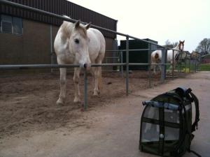 Pak-O-bird, rugzak, papegaai