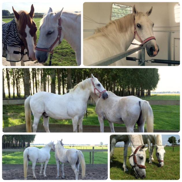 paarden, verhuizen, weiland