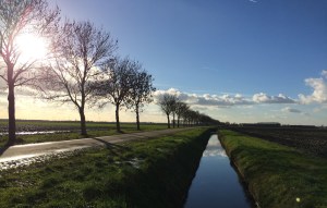 laan, polder, boom 