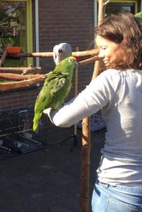 papegaai, cursus, groene draak, kennismaking