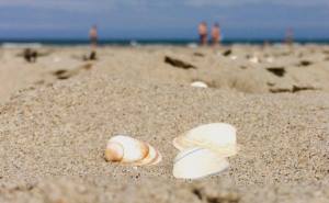 strand, summer, zand, schelp, Scheveningen, 's Gravenzande