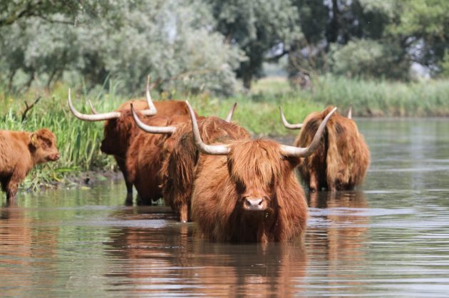 Biesbosch, varen, schotse hooglander, koe