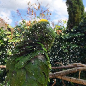Foto Hamar maakt foto van doucende papegaai, die spetters maakt