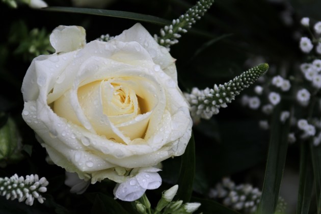 Logo van uitvaartfotografie Hamar, witte roos met dauwdruppels