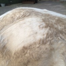 Paard poetsen met Ninja Groom. Sneller schoon.