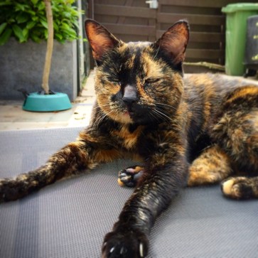 Slapende kat op tuinbed