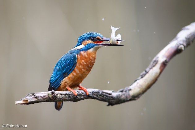 IJsvogel met vis in bek.