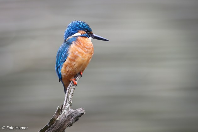 Ijsvogel, Kingfisher op tak