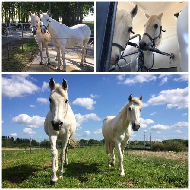 Twee witte paarden