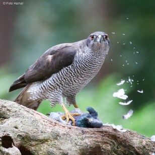 Havik met duif als prooi