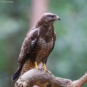 Buizerd op tak