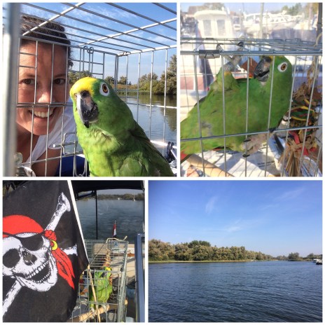 Papegaai mee op de boot.