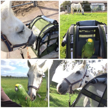 Paard en papegaai samen aan de wandel.