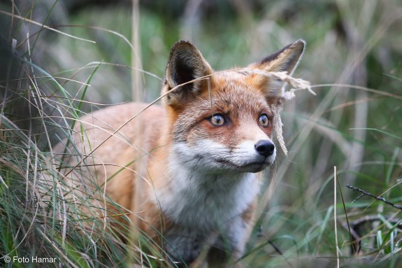Rode vos kijkt door de bosjes naar iets in de verte