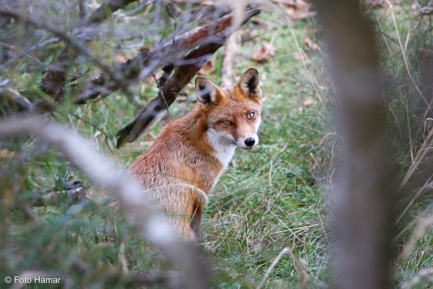 Vos tussen de bosjes. 