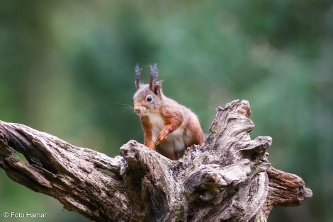 eekhoorn op boomstronk