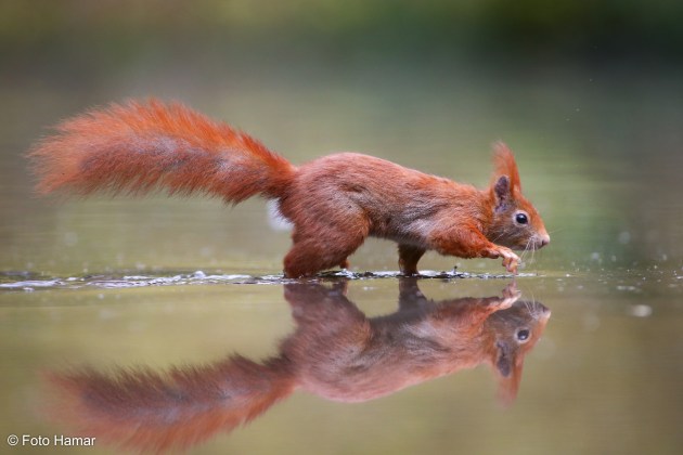 Eekhoren in het water