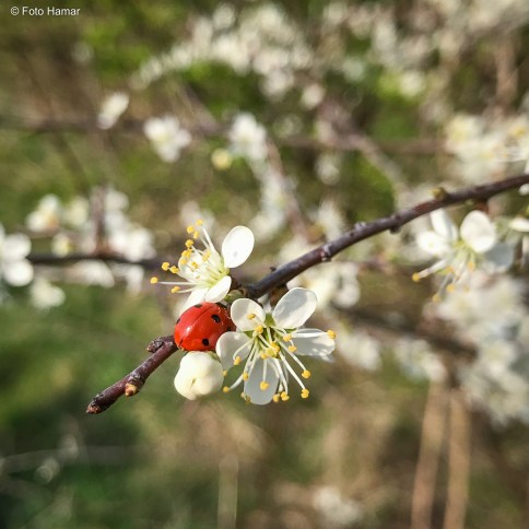 Lieveheersbeestje op bloesem