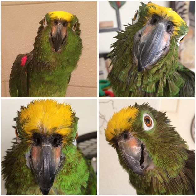 Papegaai met nat hoofd