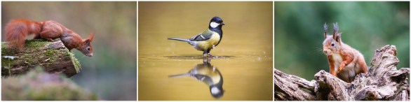 eekhoorn, badderende koolmees