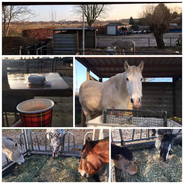 etende paarden aan hooi ruif