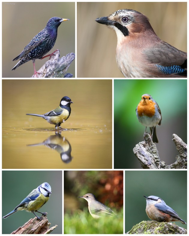 Diverse bos en tuinvogels